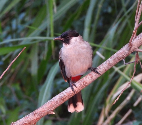 Sooty-headed Bulbul